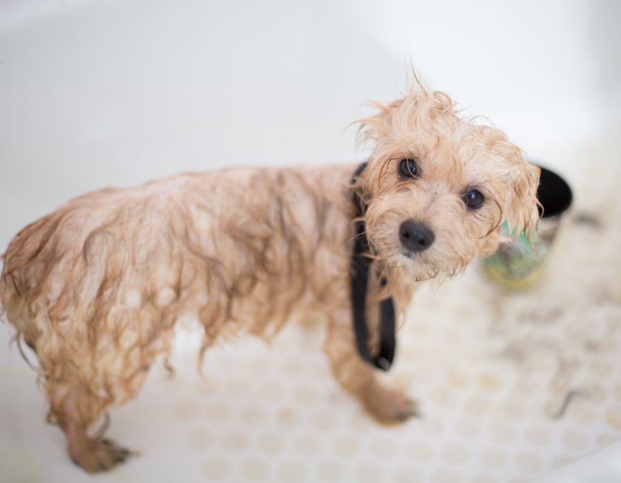 Cachorro fofo com pelo limpo e brilhante após banho na Patas & Companhia