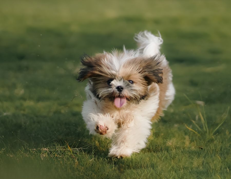 Pet sendo tosado com cuidado pela equipe da Patas & Companhia