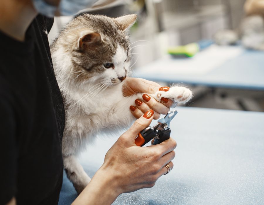 Ambiente acolhedor e limpo da Patas & Companhia, pronto para receber os pets